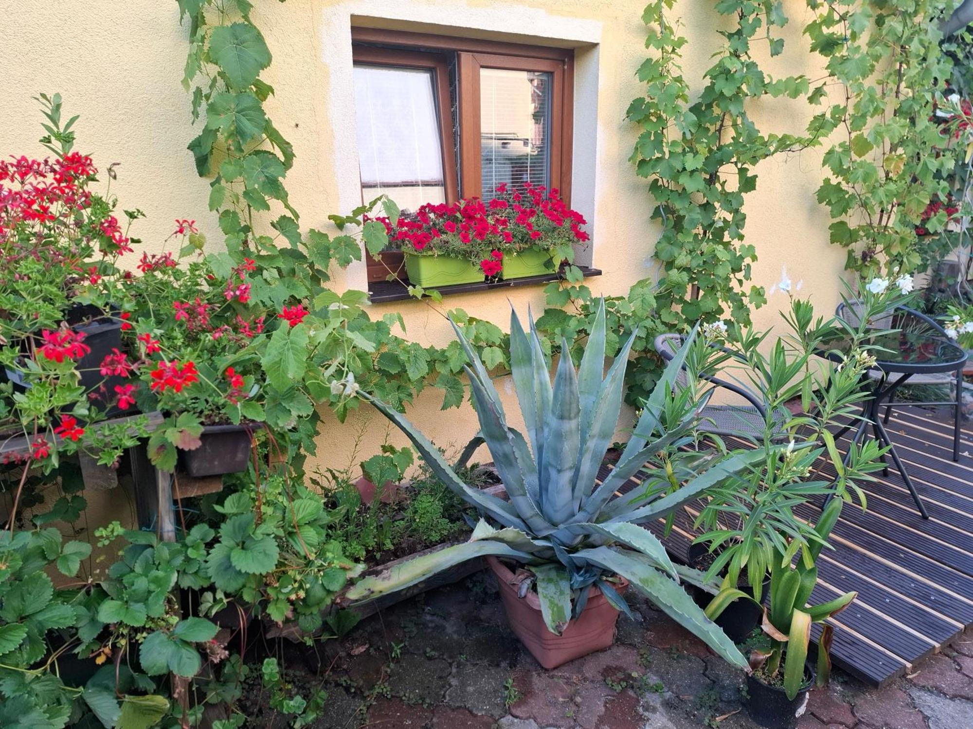 Penzion Many Peny Jindřichův Hradec Habitación foto